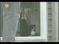 videos de katzen