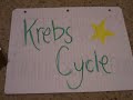 cellular respiration cellular respiration