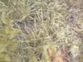 history-of-the-magic-mushroom.html