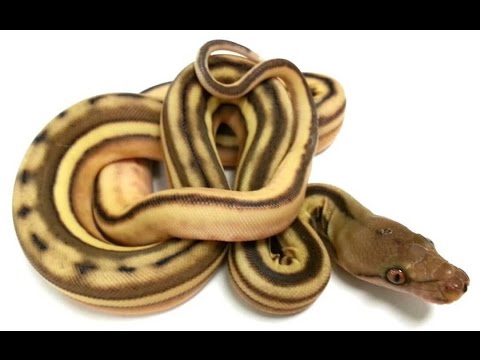 YouTube reptile video