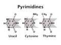 adn estructura2