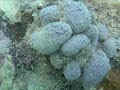 Sealife of Antigua