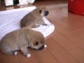 Shiba Dog Puppies -Eyes are opened.