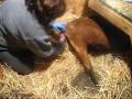 Oberhasli goat kidding-- assisted-- large buckling