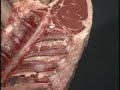 Beef Grading - 4-H Meat Judging