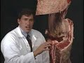Beef Grading - 4-H Meat Judging