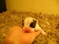 bebe bouledogue français