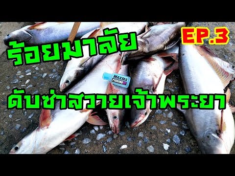 HDSD Tinh Mùi EZ9 - P.3