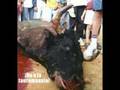 VergÜenza-contra las corridas de toros