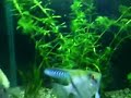 acuario 120 lt , escalares. 2 semanas armado