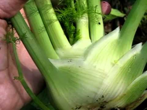 how to plant fennel