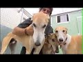 Greyhound Racing - The Dogs - Midlands RGT Greyhound Racing - The Dogs - Midlands RGT