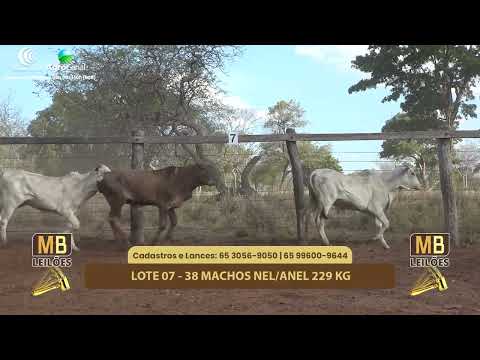 520� LEIL�O VIRTUAL MB LEIL�ES