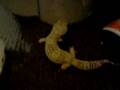 My new leopard gecko