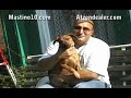 Mastino 10 Tv Kamphundereport Teil 1 /1
