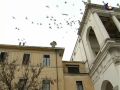 091228 A Vicenza sono i falchi i guardiani del cielo