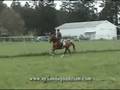 $30,000 - 17hh Holsteiner Hunter Jumper Horses for Sale