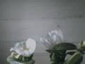 Flower blooming (Timelapse)