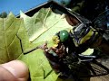 Dragonfly eating dragonfly Dragonfly eating dragonfly