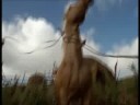 xenangeli, mi xena, mi eve angeli, combat sans fin gr�ce aux pouvoirs que marie-ange nardi lui a conf�r�e... dans sa qu�te du brad pitt du cheval.