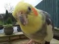 Turbo the killer cockatiel Turbo the killer cockatiel