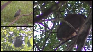 VIDEO CARARA NATIONAL PARK