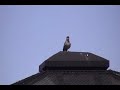 Mocking Bird in Manhattan