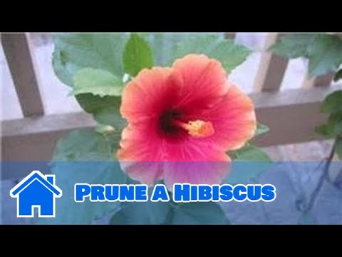 how to care for a hibiscus tree