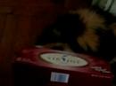 Baby cats: Mary\ Baby cats: Mary\