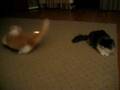 Tomek i Charlie