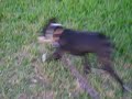 playing / eating dog lol:D..