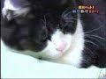 gato y hamster