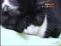 gato y hamster