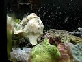 Frog fish