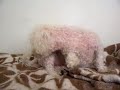 barbie, la perrita de miki cortandose las uñas barbie, la perrita de miki cortandose las uñas