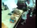 videos de baby ghengis mokugyo shingyo