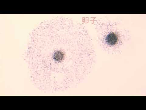 試管嬰兒同意書 PART 2