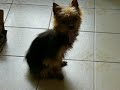 Boobee 1