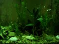 29g Aquarium Plant Layout