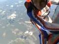 Free Fly Adrenaline Kerozen