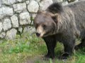 orso