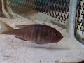 Copadichromis azureus incubando(Skipi)