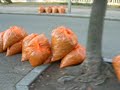 Nagai Park1.Gather fallen leaves.