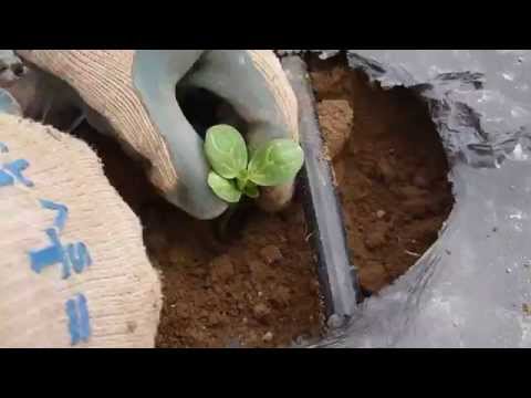 how to transplant begonias
