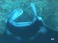 Yap Manta Ray Arraia Jamanta 2 Yap Manta Ray Arraia Jamanta 2
