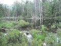 three ponds