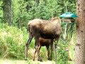 alaska newborn moose
