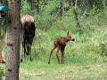 alaska newborn moose