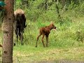 alaska newborn moose