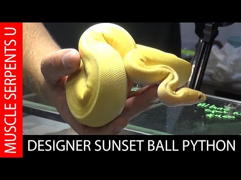 YouTube reptile video